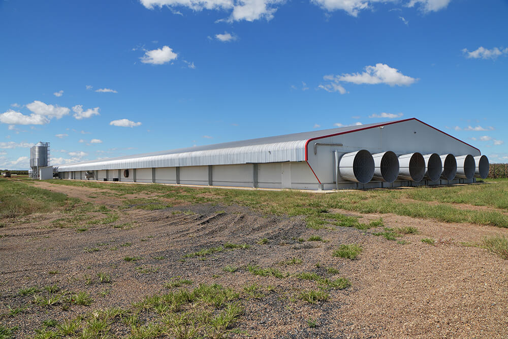 Poulets de chair, Afrique du Sud