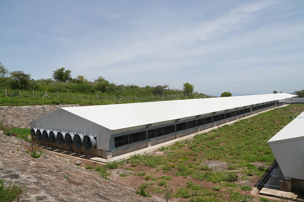 Reproducteurs GP,  Kenya