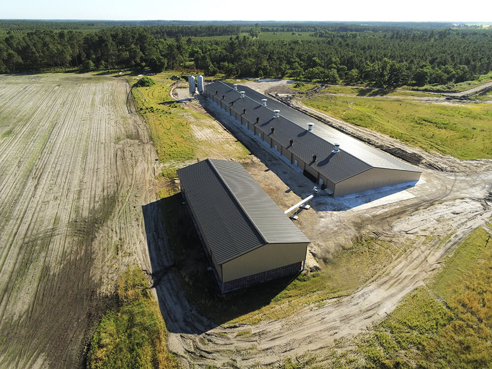 Pondeuses-plein-air1