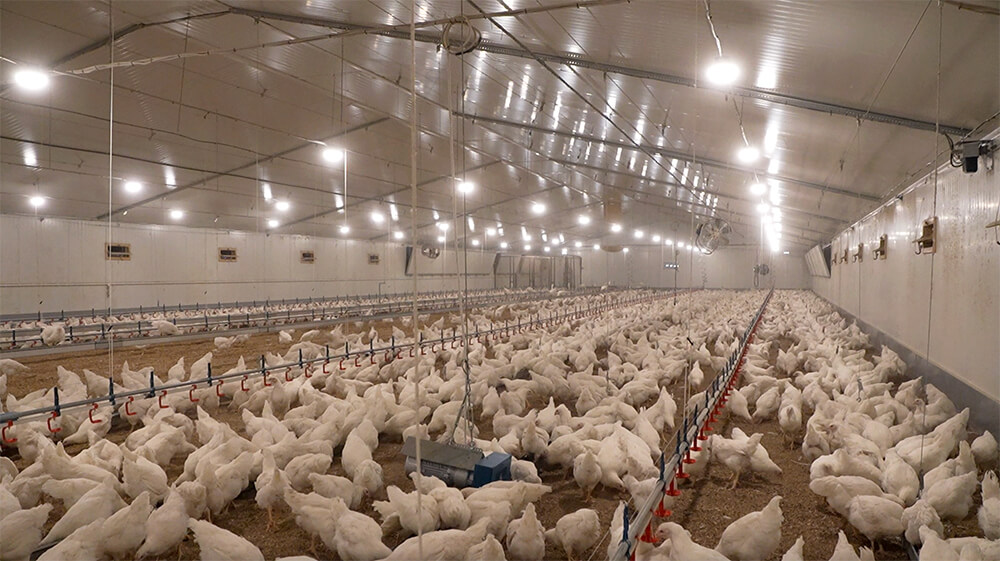 Reproducteurs, Ouzbékistan