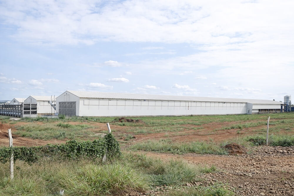 Pondeuses-international1