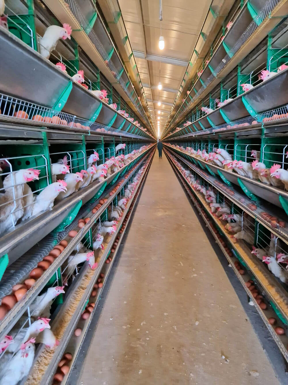 Pondeuses-international2